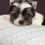 Aristocrat-male-Biewer-Yorkshire-Terrier-puppy-for-sale- (5)
