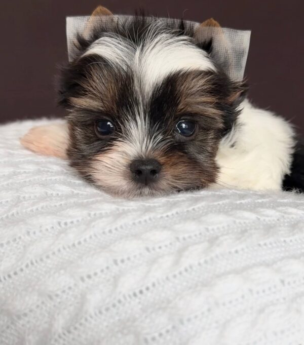 Aristocrat Biewer Yorkshire Terrier Aristocrat Biewer Yorkshire Terrier