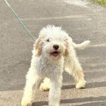 Arleta-female-Lagotto-Romagnolo-puppy-for-sale-1 (1)