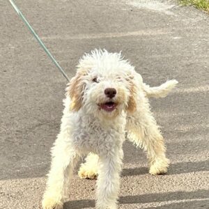 Arleta Lagotto Romagnolo Arleta Lagotto Romagnolo