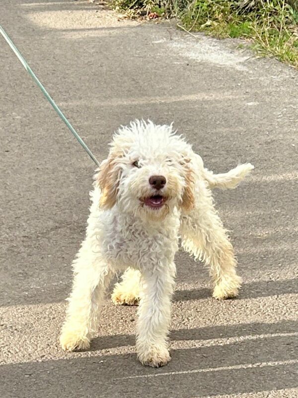 Arleta Lagotto Romagnolo Arleta Lagotto Romagnolo