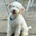 Arleta-female-Lagotto-Romagnolo-puppy-for-sale-1 (2)