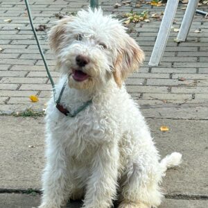 Arleta Lagotto Romagnolo Arleta Lagotto Romagnolo