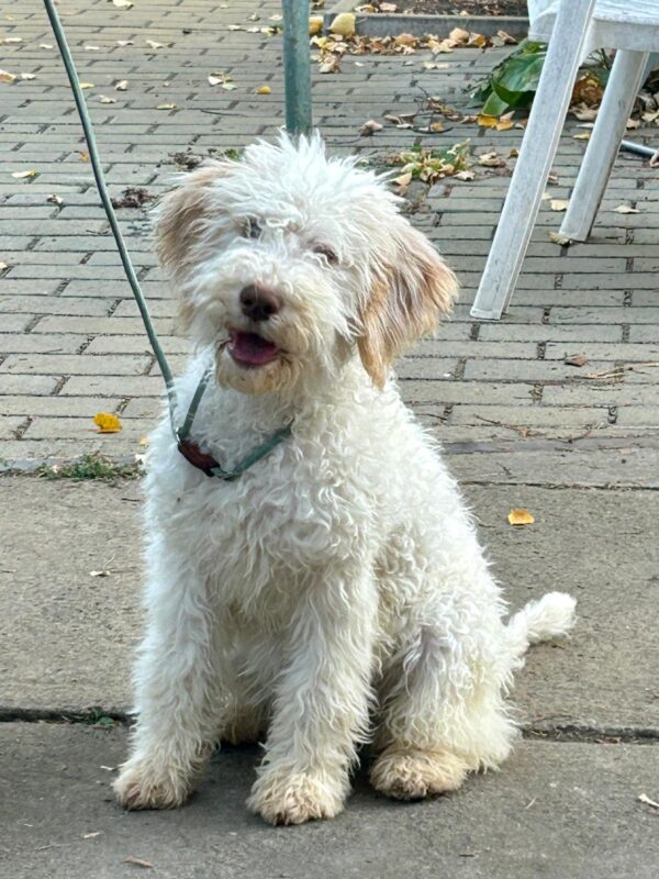 Arleta Lagotto Romagnolo Arleta Lagotto Romagnolo
