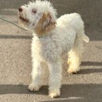 Arleta-female-Lagotto-Romagnolo-puppy-for-sale-1 (3)