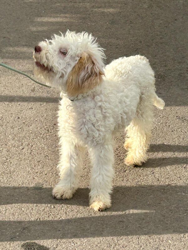 Arleta Lagotto Romagnolo Arleta Lagotto Romagnolo