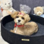 Arleta-female-maltipoo-puppy-for-sale-1 (1)
