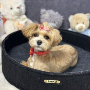 Arleta Maltipoo Arleta Maltipoo
