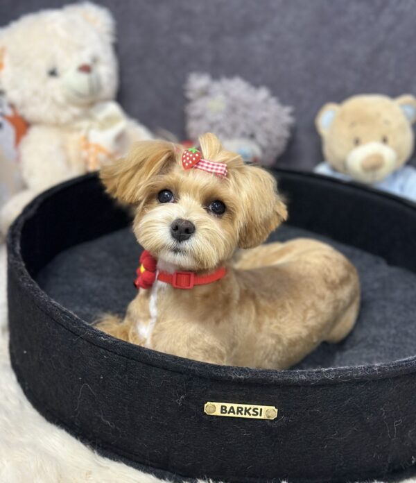 Arleta Maltipoo Arleta Maltipoo