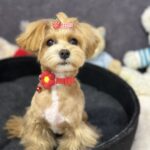 Arleta-female-maltipoo-puppy-for-sale-1 (2)