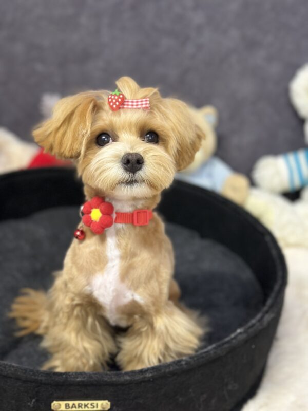 Arleta Maltipoo Arleta Maltipoo