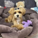 Arleta-female-maltipoo-puppy-for-sale-1 (3)
