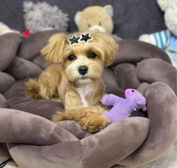 Arleta Maltipoo Arleta Maltipoo