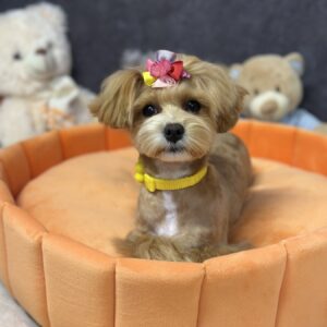 Arleta Maltipoo Arleta Maltipoo