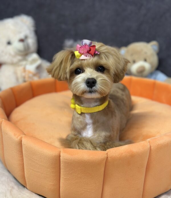 Arleta Maltipoo Arleta Maltipoo