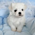 Armani-male-Biewer-puppy-for-sale- (1)