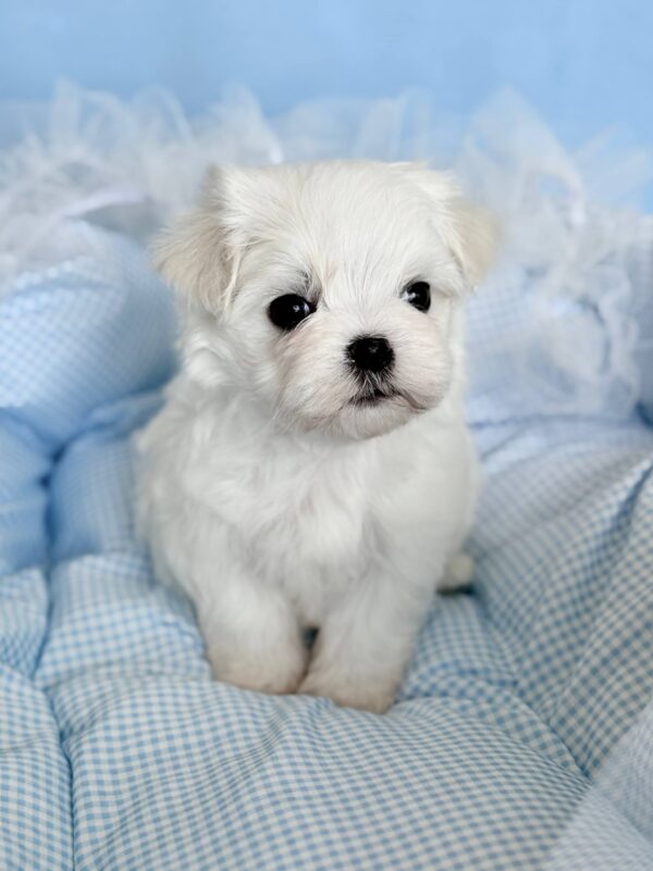 Armani Maltese Armani Maltese