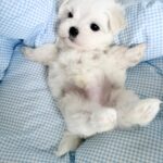 Armani-male-Biewer-puppy-for-sale- (2)