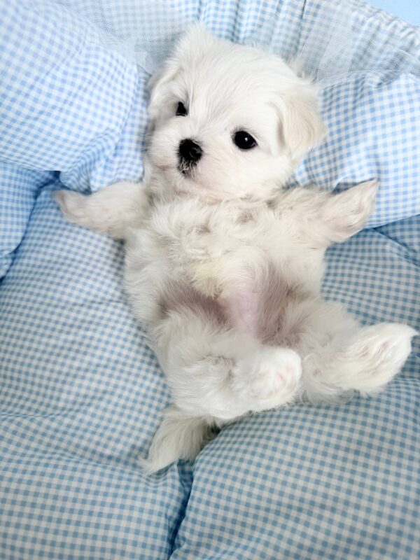 Armani Maltese Armani Maltese