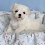 Armani-male-Biewer-puppy-for-sale- (3)