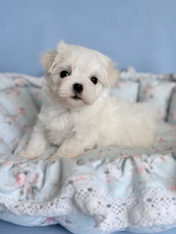 Armani Maltese Armani Maltese