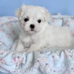 Armani-male-Biewer-puppy-for-sale- (4)