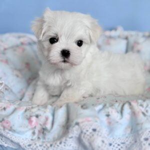 Armani Maltese Armani Maltese