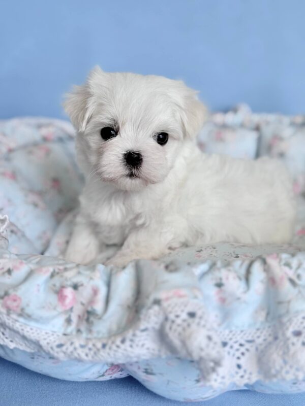 Armani Maltese Armani Maltese