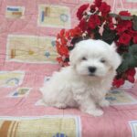 Arnis-male-Maltese-puppy-for-sale- (1)