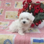 Arnis-male-Maltese-puppy-for-sale- (2)