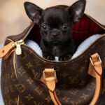 Astera-female-Chihuahua-puppy-for-sale- (1)