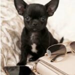 Astera-female-Chihuahua-puppy-for-sale- (2)