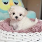 Aurora-female-Biewer-puppy-for-sale- (1)
