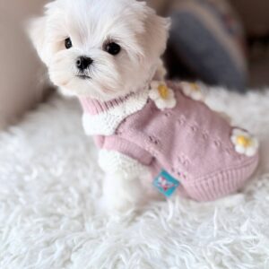 Aurora Maltese Aurora Maltese