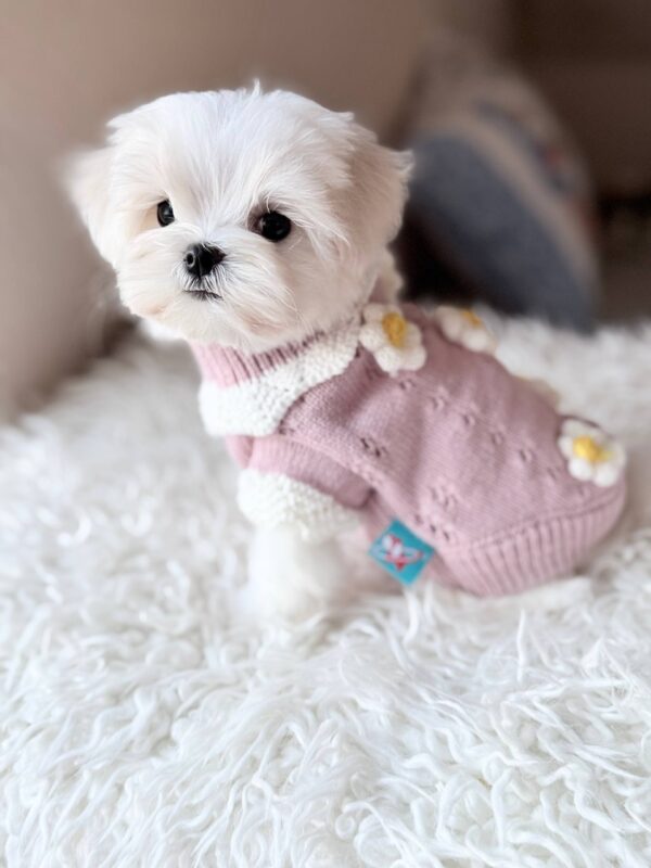 Aurora Maltese Aurora Maltese