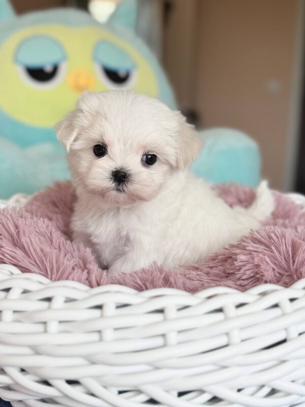 Aurora Maltese Aurora Maltese