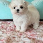 Aurora-female-Biewer-puppy-for-sale- (2)