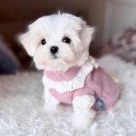 Aurora-female-Biewer-puppy-for-sale – (2)