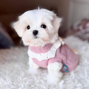 Aurora Maltese Aurora Maltese