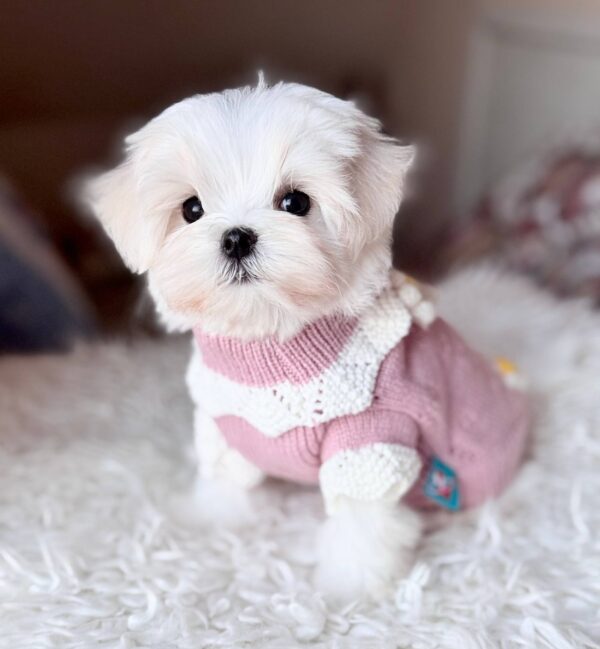 Aurora Maltese Aurora Maltese