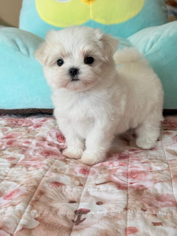 Aurora Maltese Aurora Maltese