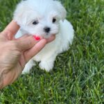 Aurora-female-Biewer-puppy-for-sale- (3)