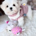 Aurora-female-Biewer-puppy-for-sale – (3)