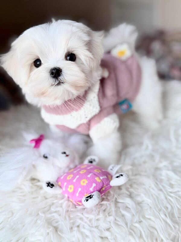 Aurora Maltese Aurora Maltese