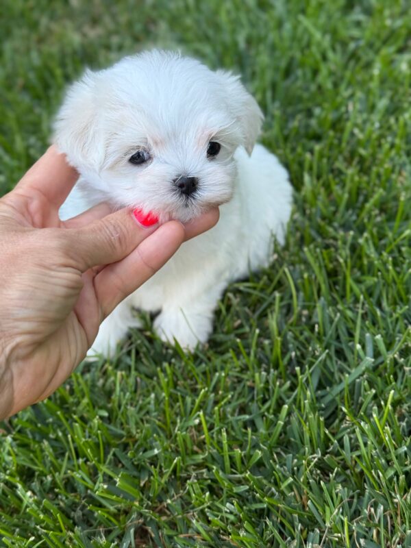 Aurora Maltese Aurora Maltese