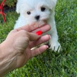 Aurora-female-Biewer-puppy-for-sale- (4)