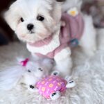 Aurora-female-Biewer-puppy-for-sale – (4)