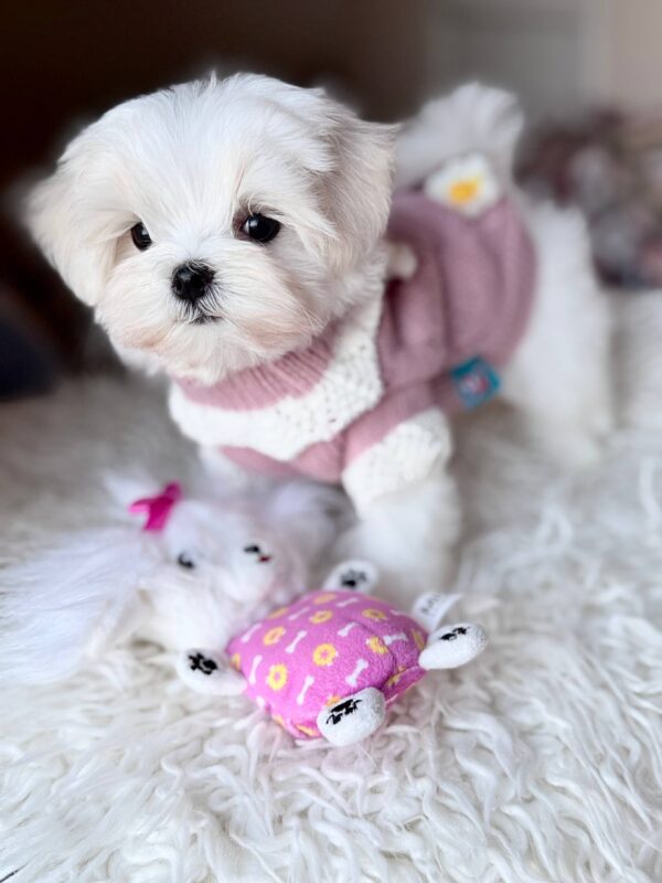 Aurora Maltese Aurora Maltese