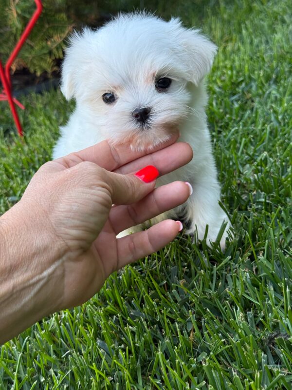 Aurora Maltese Aurora Maltese