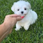 Aurora-female-Biewer-puppy-for-sale- (5)
